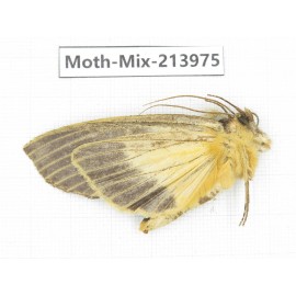 Moths sp. China, Yunnan, Nujiang, N of Mt.Biluoxueshan. 1Pcs. Moth-Mix-213975.