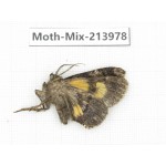 Moths sp. China, Yunnan, Nujiang, N of Mt.Biluoxueshan. 1Pcs. Moth-Mix-213978.
