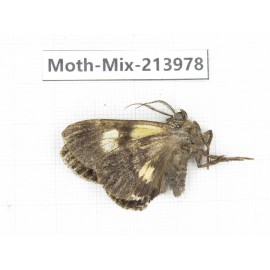 Moths sp. China, Yunnan, Nujiang, N of Mt.Biluoxueshan. 1Pcs. Moth-Mix-213978.