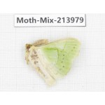 Moths sp. China, Yunnan, Nujiang, N of Mt.Biluoxueshan. 1Pcs. Moth-Mix-213979.