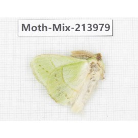 Moths sp. China, Yunnan, Nujiang, N of Mt.Biluoxueshan. 1Pcs. Moth-Mix-213979.