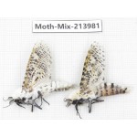 Moths sp. China, Yunnan, Nujiang, N of Mt.Biluoxueshan. 2Pcs. Moth-Mix-213981.