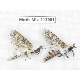Moths sp. China, Yunnan, Nujiang, N of Mt.Biluoxueshan. 2Pcs. Moth-Mix-213981.