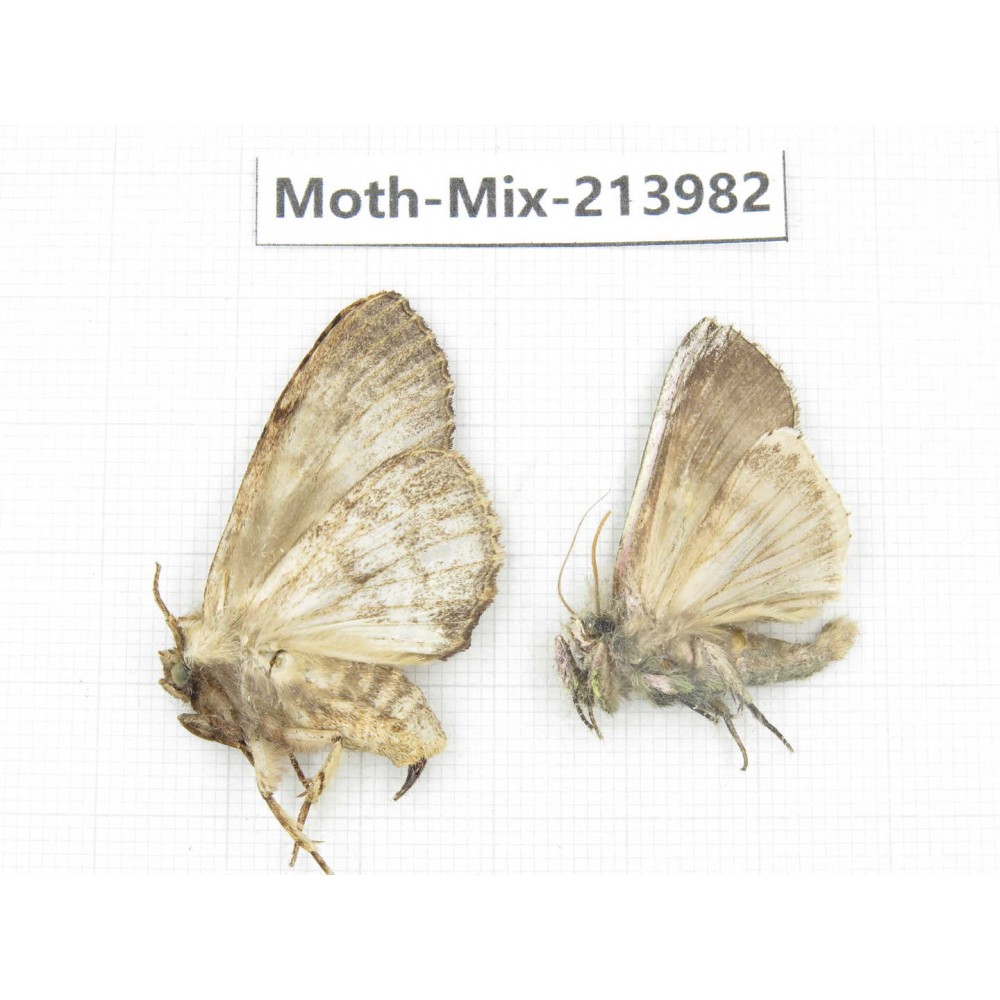 Moths sp. China, Yunnan, Nujiang, N of Mt.Biluoxueshan. 2Pcs. Moth-Mix-213982.