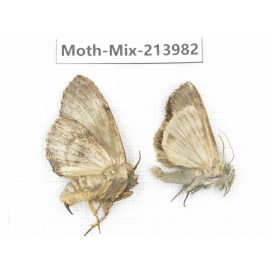 Moths sp. China, Yunnan, Nujiang, N of Mt.Biluoxueshan. 2Pcs. Moth-Mix-213982.