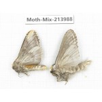 Moths sp. China, Yunnan, Nujiang, N of Mt.Biluoxueshan. 2Pcs. Moth-Mix-213988.