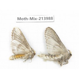 Moths sp. China, Yunnan, Nujiang, N of Mt.Biluoxueshan. 2Pcs. Moth-Mix-213988.