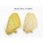 Moths sp. China, Yunnan, Nujiang, N of Mt.Biluoxueshan. 2Pcs. Moth-Mix-213989.