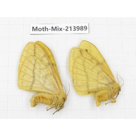 Moths sp. China, Yunnan, Nujiang, N of Mt.Biluoxueshan. 2Pcs. Moth-Mix-213989.