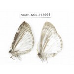 Moths sp. China, Yunnan, Nujiang, N of Mt.Biluoxueshan. 2Pcs. Moth-Mix-213991.