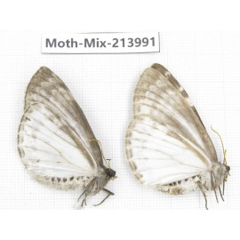 Moths sp. China, Yunnan, Nujiang, N of Mt.Biluoxueshan. 2Pcs. Moth-Mix-213991.