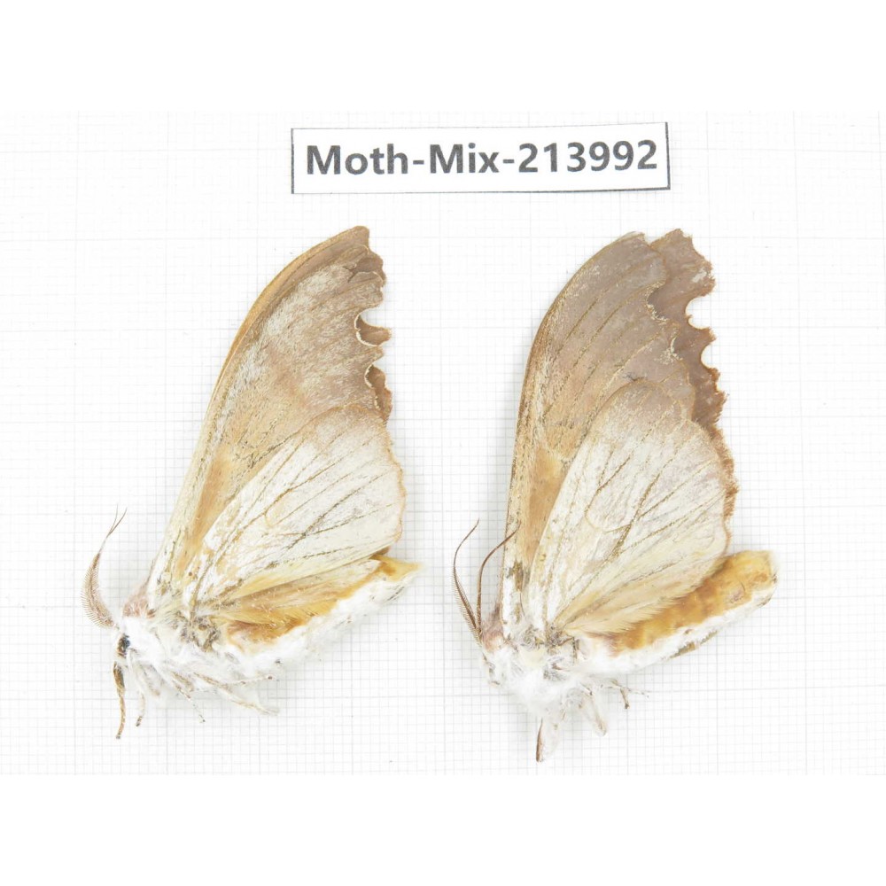Moths sp. China, Yunnan, Nujiang, N of Mt.Biluoxueshan. 2Pcs. Moth-Mix-213992.