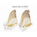 Moths sp. China, Yunnan, Nujiang, N of Mt.Biluoxueshan. 2Pcs. Moth-Mix-213992.