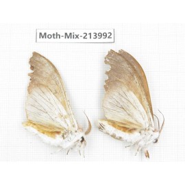 Moths sp. China, Yunnan, Nujiang, N of Mt.Biluoxueshan. 2Pcs. Moth-Mix-213992.