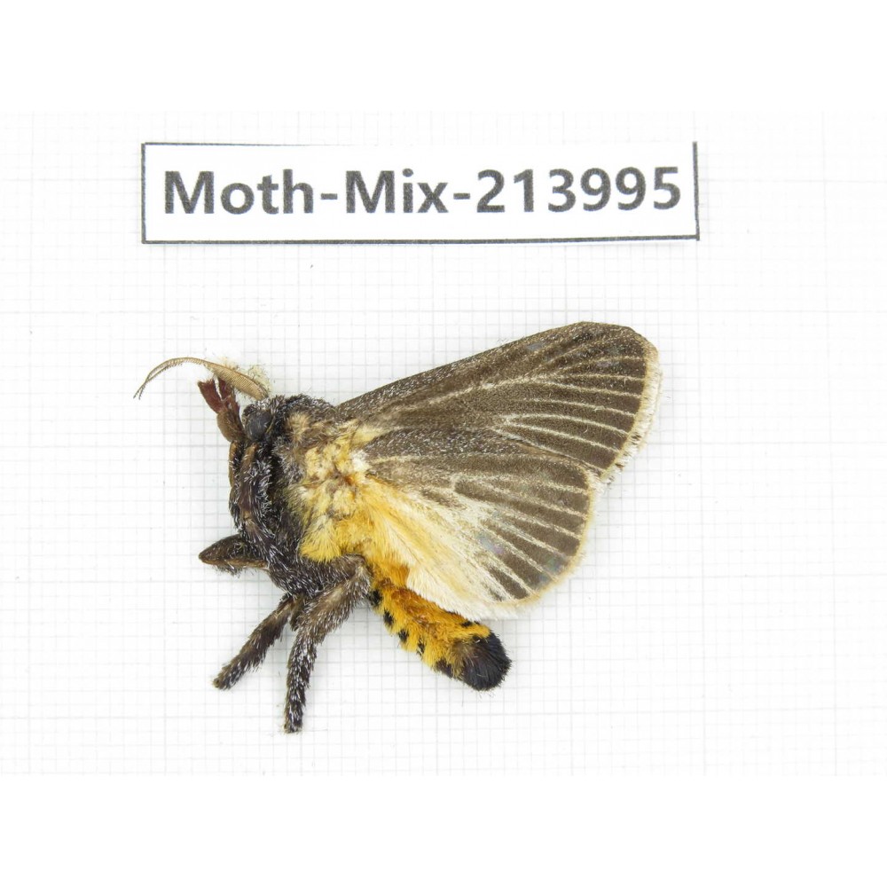 Moths sp. China, Yunnan, Nujiang, N of Mt.Biluoxueshan. 1Pcs. Moth-Mix-213995.
