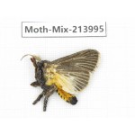 Moths sp. China, Yunnan, Nujiang, N of Mt.Biluoxueshan. 1Pcs. Moth-Mix-213995.