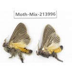 Moths sp. China, Yunnan, Nujiang, N of Mt.Biluoxueshan. 2Pcs. Moth-Mix-213996.