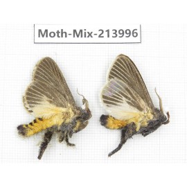 Moths sp. China, Yunnan, Nujiang, N of Mt.Biluoxueshan. 2Pcs. Moth-Mix-213996.