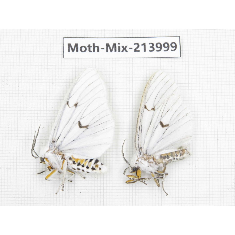 Moths sp. China, Yunnan, Nujiang, N of Mt.Biluoxueshan. 2Pcs. Moth-Mix-213999.