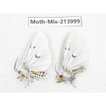 Moths sp. China, Yunnan, Nujiang, N of Mt.Biluoxueshan. 2Pcs. Moth-Mix-213999.