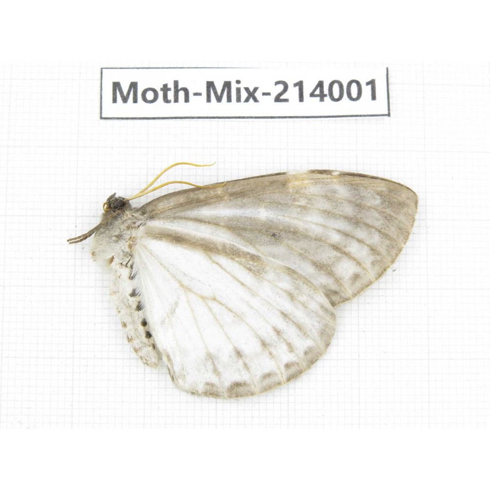 Moths sp. China, Yunnan, Nujiang, N of Mt.Biluoxueshan. 1Pcs. Moth-Mix-214001.