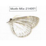 Moths sp. China, Yunnan, Nujiang, N of Mt.Biluoxueshan. 1Pcs. Moth-Mix-214001.