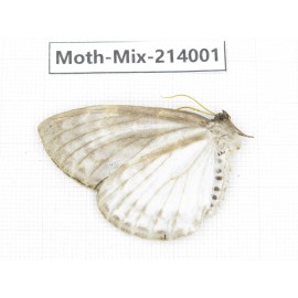 Moths sp. China, Yunnan, Nujiang, N of Mt.Biluoxueshan. 1Pcs. Moth-Mix-214001.