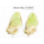 Moths sp. China, Yunnan, Nujiang, N of Mt.Biluoxueshan. 2Pcs. Moth-Mix-214004.