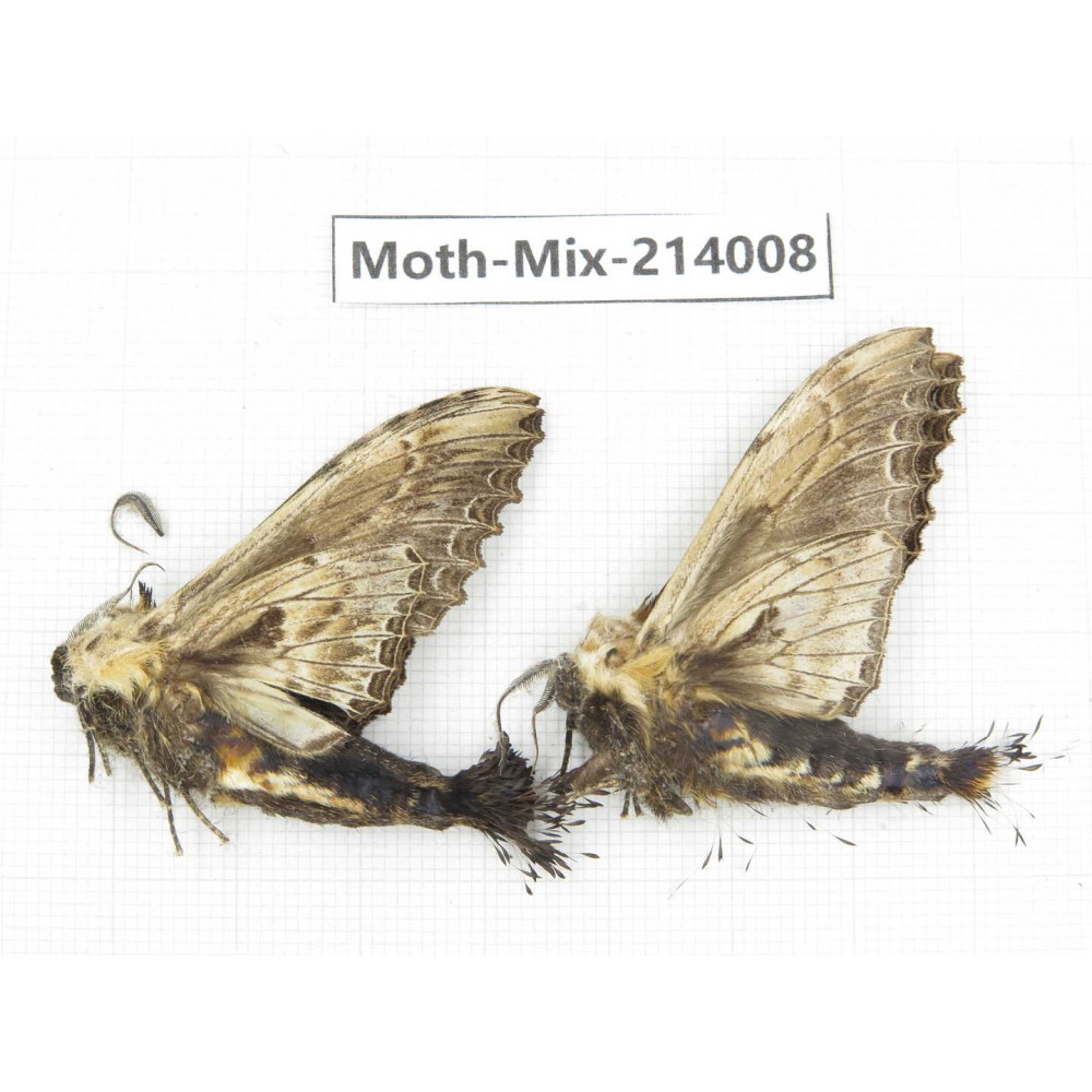 Moths sp. China, Yunnan, Nujiang, N of Mt.Biluoxueshan. 2Pcs. Moth-Mix-214008.