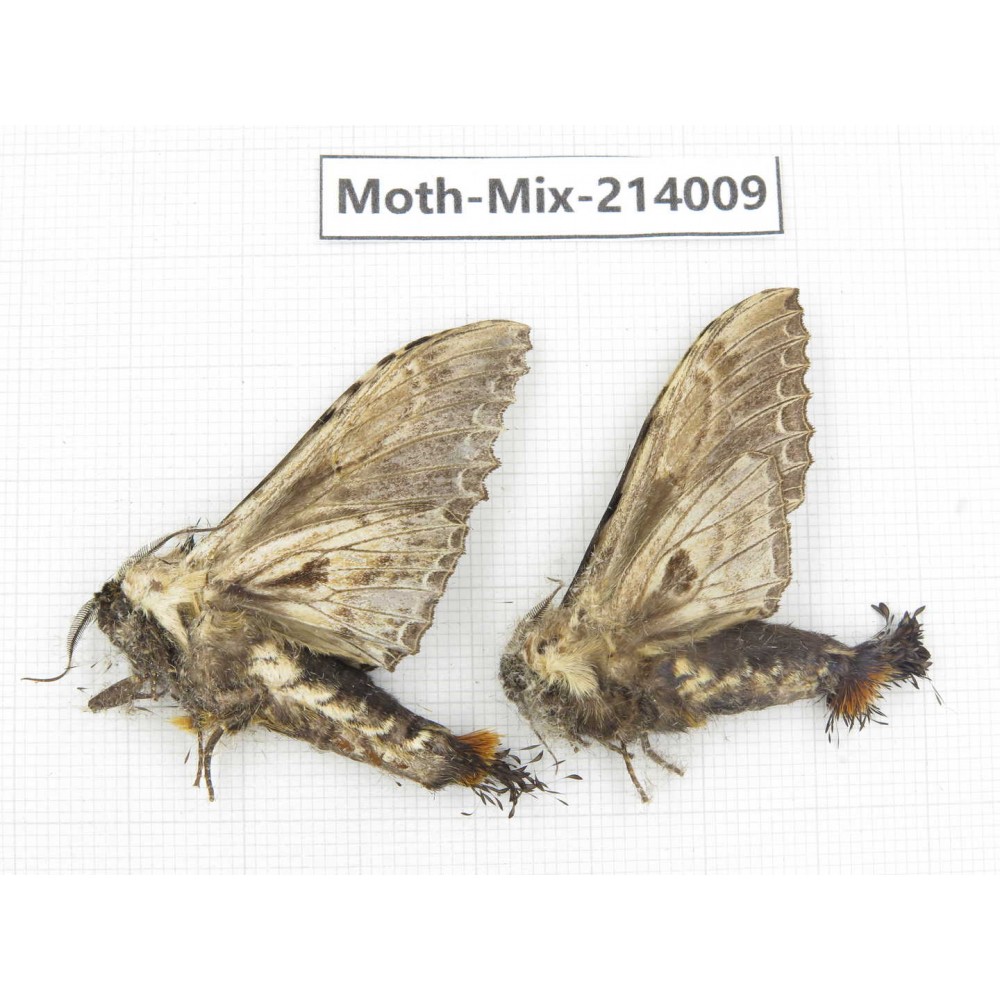 Moths sp. China, Yunnan, Nujiang, N of Mt.Biluoxueshan. 2Pcs. Moth-Mix-214009.
