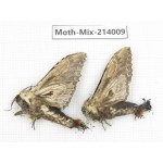 Moths sp. China, Yunnan, Nujiang, N of Mt.Biluoxueshan. 2Pcs. Moth-Mix-214009.