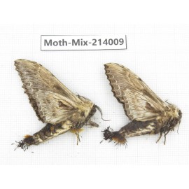 Moths sp. China, Yunnan, Nujiang, N of Mt.Biluoxueshan. 2Pcs. Moth-Mix-214009.
