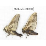 Moths sp. China, Yunnan, Nujiang, N of Mt.Biluoxueshan. 2Pcs. Moth-Mix-214010.