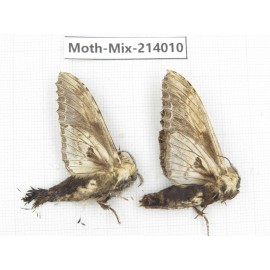 Moths sp. China, Yunnan, Nujiang, N of Mt.Biluoxueshan. 2Pcs. Moth-Mix-214010.
