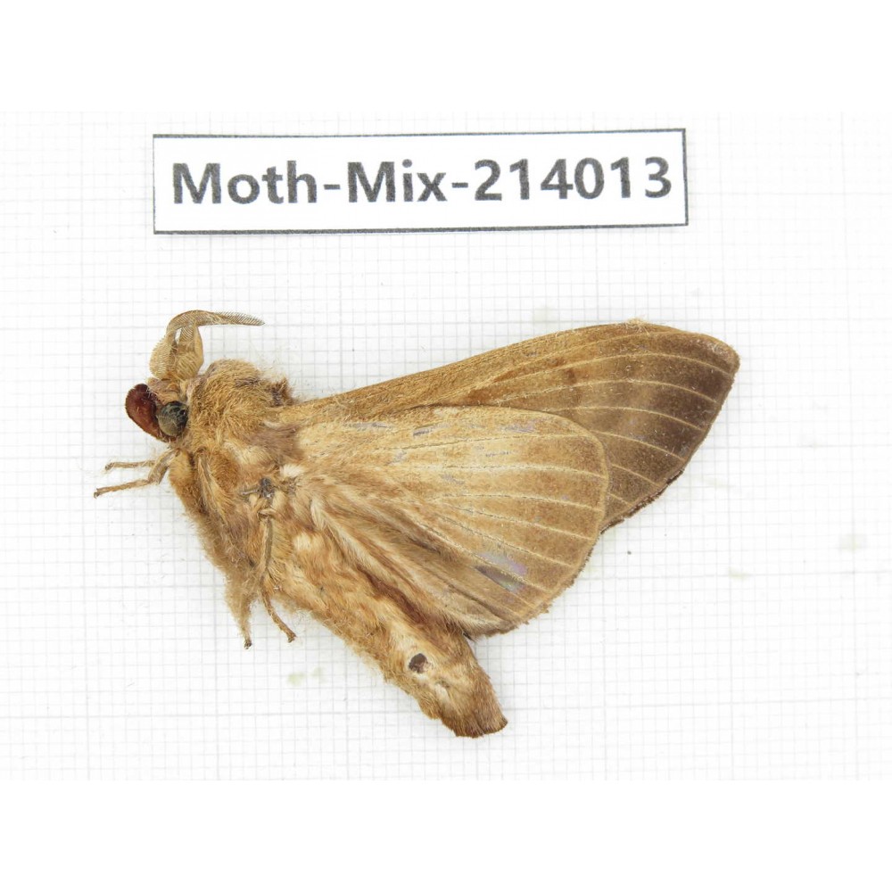 Moths sp. China, Yunnan, Nujiang, N of Mt.Biluoxueshan. 1Pcs. Moth-Mix-214013.