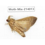 Moths sp. China, Yunnan, Nujiang, N of Mt.Biluoxueshan. 1Pcs. Moth-Mix-214013.