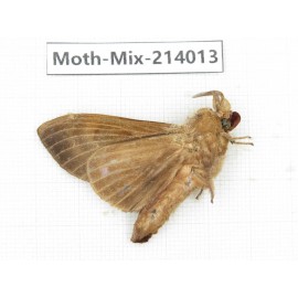 Moths sp. China, Yunnan, Nujiang, N of Mt.Biluoxueshan. 1Pcs. Moth-Mix-214013.