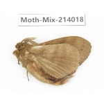 Moths sp. China, Yunnan, Nujiang, N of Mt.Biluoxueshan. 1Pcs. Moth-Mix-214018.