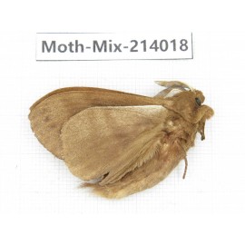 Moths sp. China, Yunnan, Nujiang, N of Mt.Biluoxueshan. 1Pcs. Moth-Mix-214018.