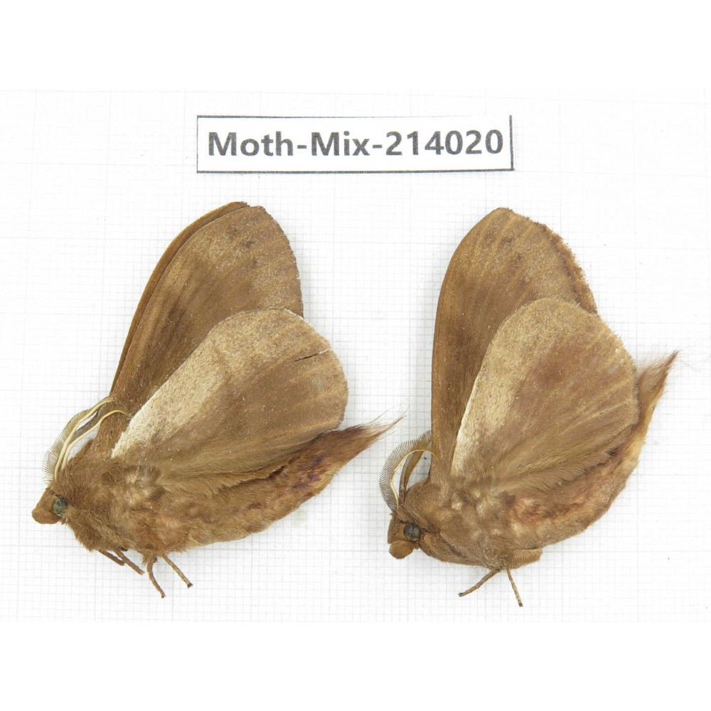 Moths sp. China, Yunnan, Nujiang, N of Mt.Biluoxueshan. 2Pcs. Moth-Mix-214020.