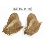 Moths sp. China, Yunnan, Nujiang, N of Mt.Biluoxueshan. 2Pcs. Moth-Mix-214020.