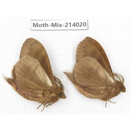 Moths sp. China, Yunnan, Nujiang, N of Mt.Biluoxueshan. 2Pcs. Moth-Mix-214020.