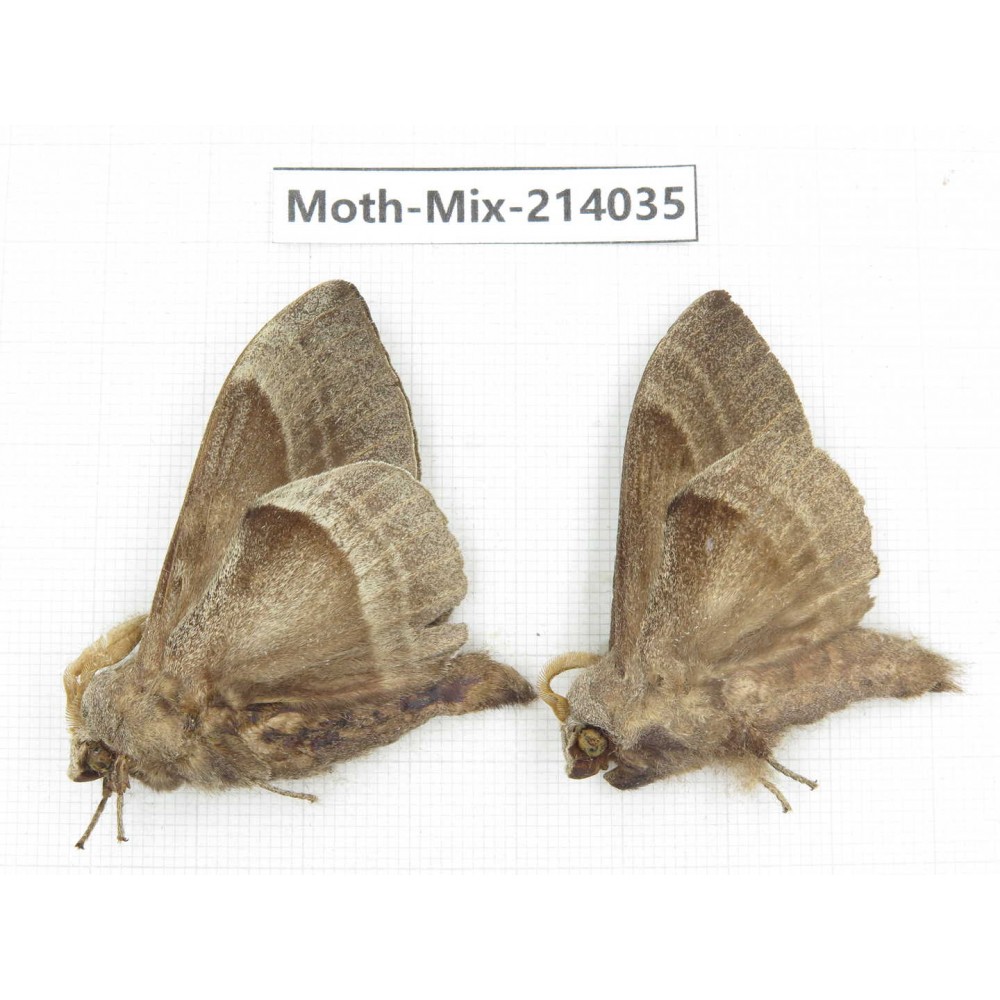 Moths sp. China, Yunnan, Nujiang, N of Mt.Biluoxueshan. 2Pcs. Moth-Mix-214035.