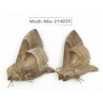 Moths sp. China, Yunnan, Nujiang, N of Mt.Biluoxueshan. 2Pcs. Moth-Mix-214035.