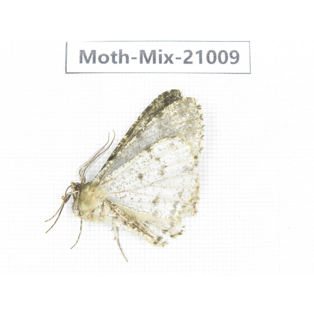 Moths sp. China, Yunnan, Xiangerila, Mt.Meilixueshan. 1Pcs. Moth-Mix-21009.