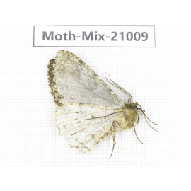Moths sp. China, Yunnan, Xiangerila, Mt.Meilixueshan. 1Pcs. Moth-Mix-21009.