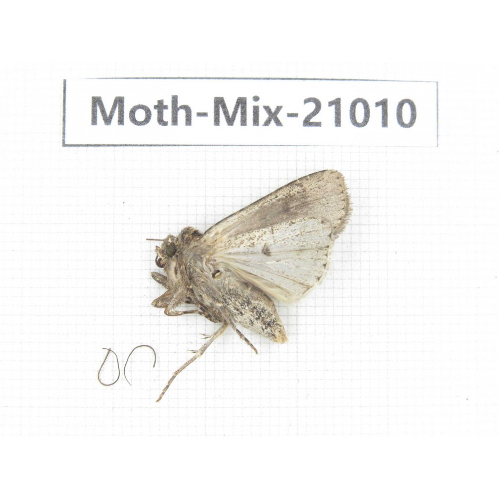 Moths sp. China, Yunnan, Xiangerila, Mt.Meilixueshan. 1Pcs. Moth-Mix-21010.