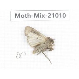 Moths sp. China, Yunnan, Xiangerila, Mt.Meilixueshan. 1Pcs. Moth-Mix-21010.