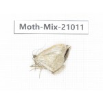 Moths sp. China, Yunnan, Xiangerila, Mt.Meilixueshan. 1Pcs. Moth-Mix-21011.