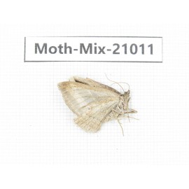 Moths sp. China, Yunnan, Xiangerila, Mt.Meilixueshan. 1Pcs. Moth-Mix-21011.